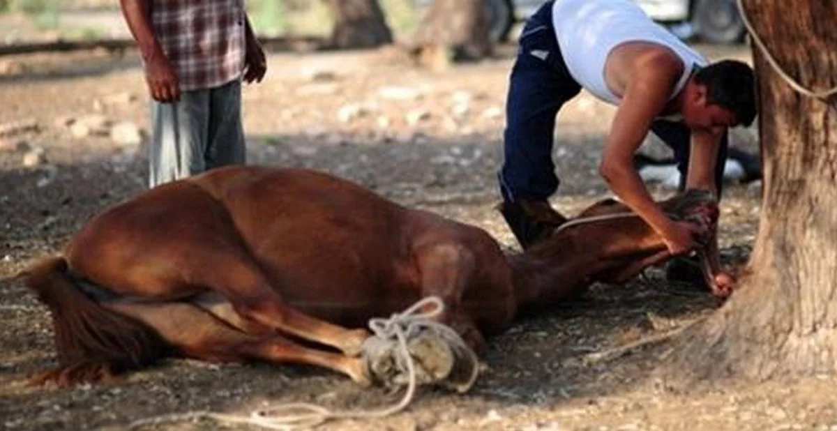 Bərdədə 600 kiloqram at əti aşkarlanıb