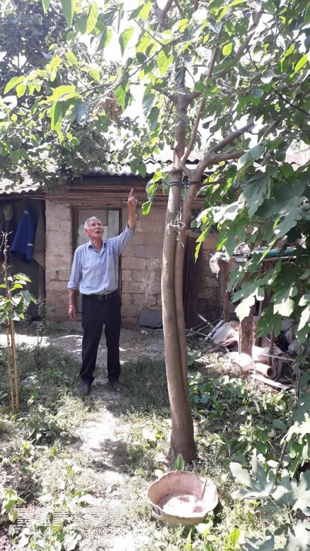 Kürdəmir sakini bir ağacda  4 növ meyvə yetişdirib - FOTO - VİDEOREPORTAJ