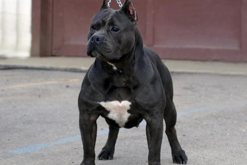 ​Bakıda pitbul cinsli it oğurlanıb