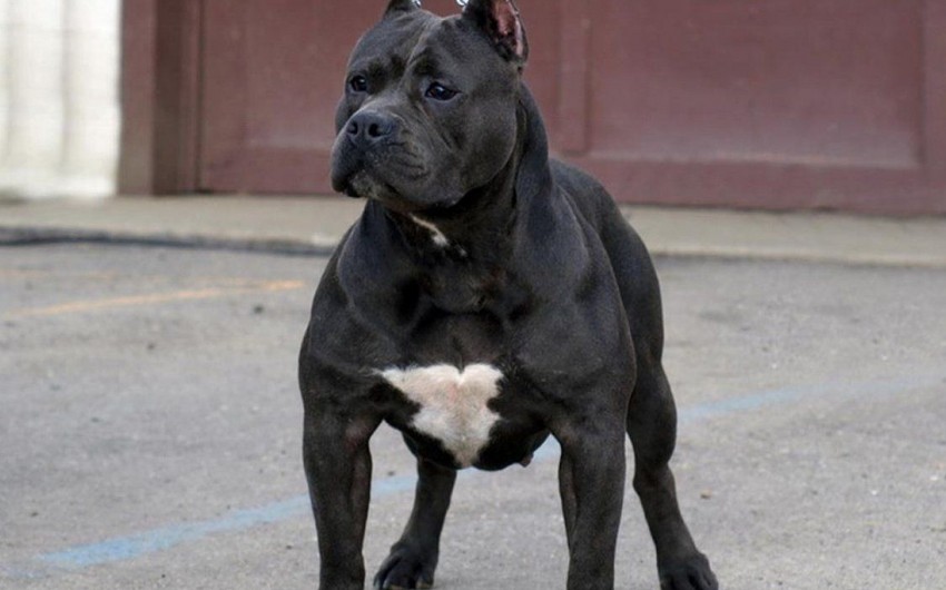 ​Bakıda pitbul cinsli it oğurlanıb