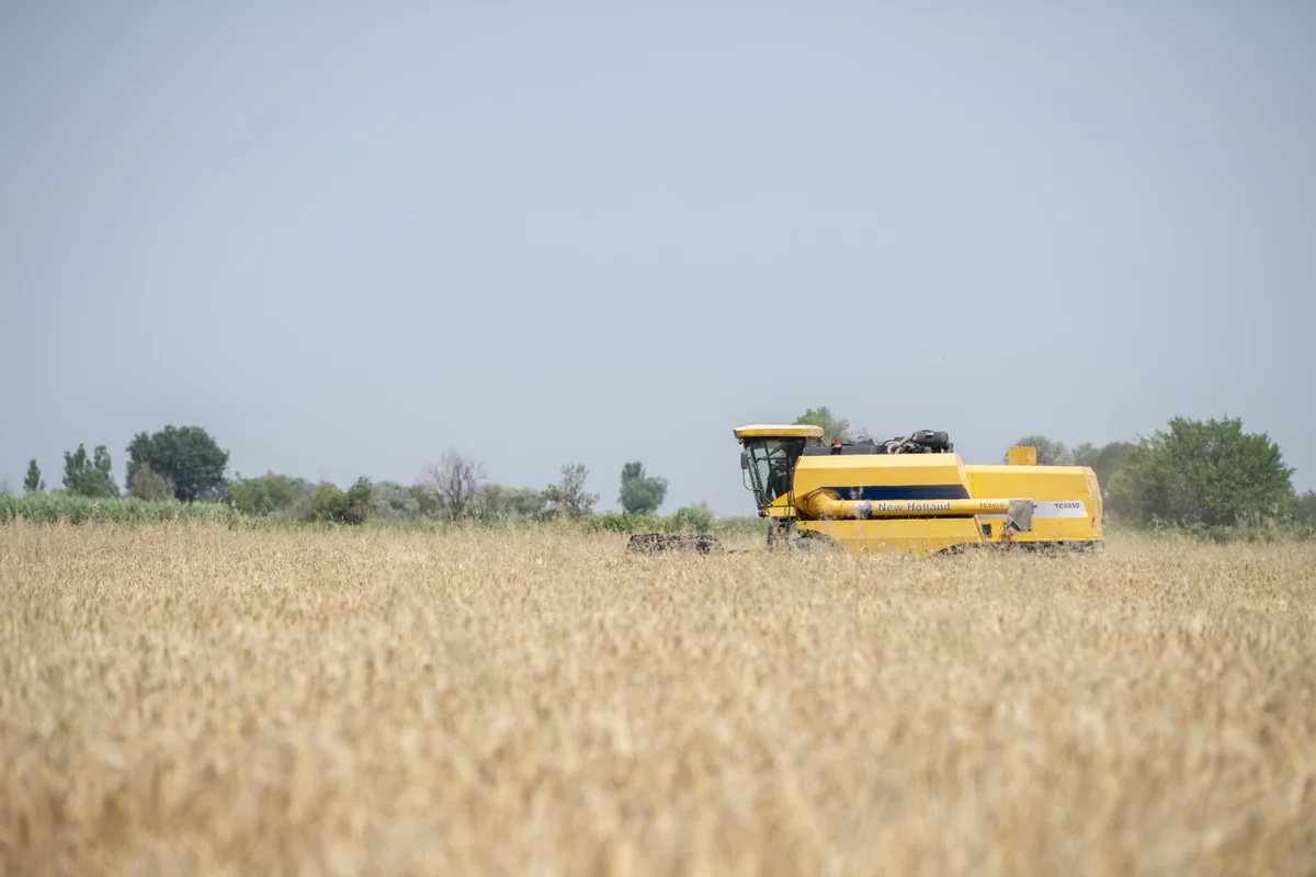 Azərbaycanda payızlıq arpa sahələrinin 65 %-də biçin yekunlaşıb