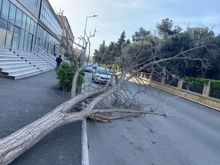 Güclü külək Bakıda 20 ağacı sındırıb