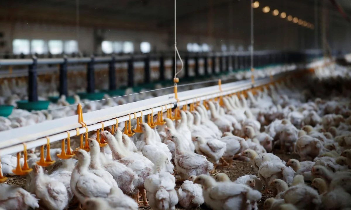 Azerbaijan restricts poultry imports from 2 countries