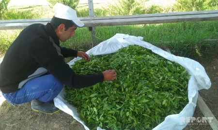 Astara çayı Made in Azerbaijan brendi altında xaricə ixrac ediləcək - FOTO