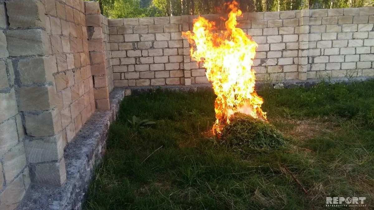 Şəkidə 4311 ədəd çətənə kolu aşkarlanaraq məhv edilib - FOTO