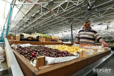 “GMO dalğasının qarşısını almaq mümkün deyil” - ARAŞDIRMA