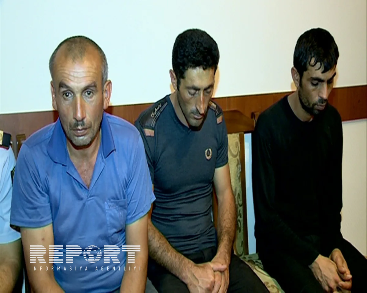 Şəmkirdə mal-qara oğurluğu edən dəstə zərərsizləşdirilib