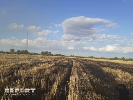 В Кюрдемире загорелось скошенное зерновое поле - ФОТО - ВИДЕО