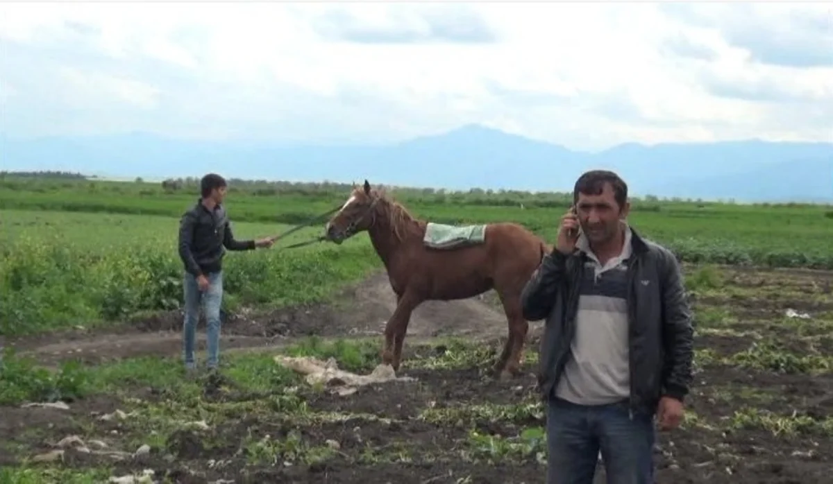 Cəlilabadda kənd sakinlərinin atları oğurlanıb