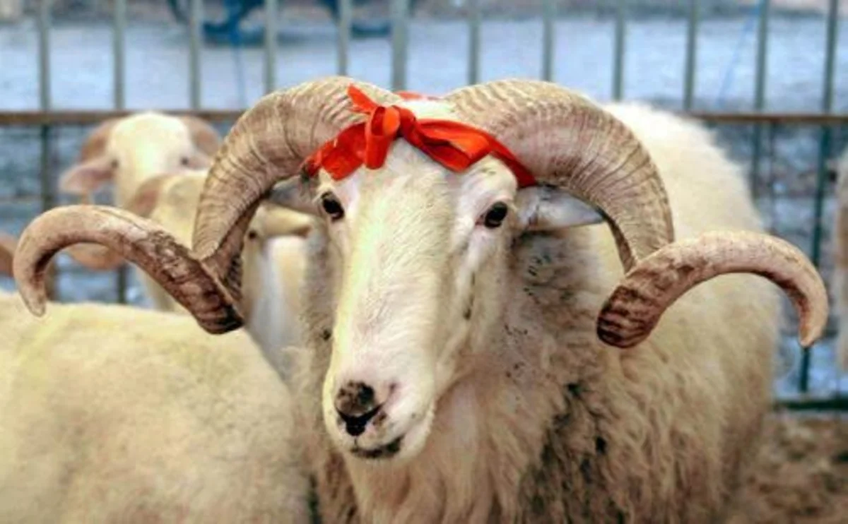 Qurban bayramında ət kəsimi məntəqələrinə nəzarət gücləndiriləcək