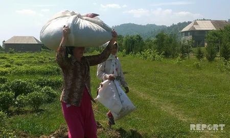 Astara çayı Made in Azerbaijan brendi altında xaricə ixrac ediləcək - FOTO