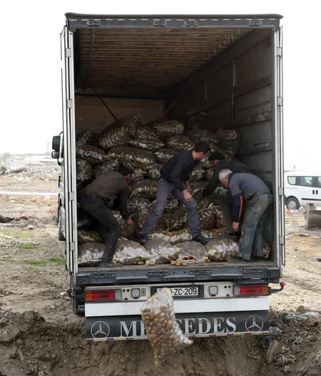 Sumqayıtda tərkibində zərərverici orqanizmlər olan 26 ton kartof məhv edilib