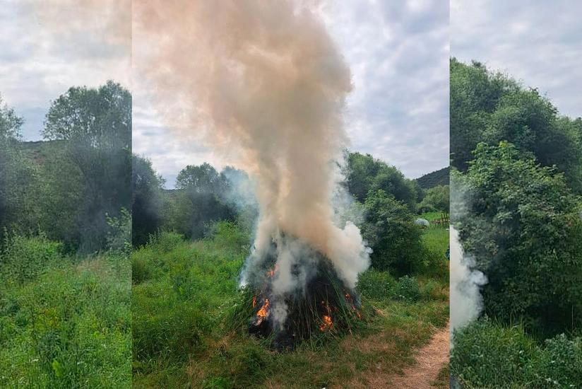 Zabuxda 7 mindən çox çətənə kolu məhv edilib