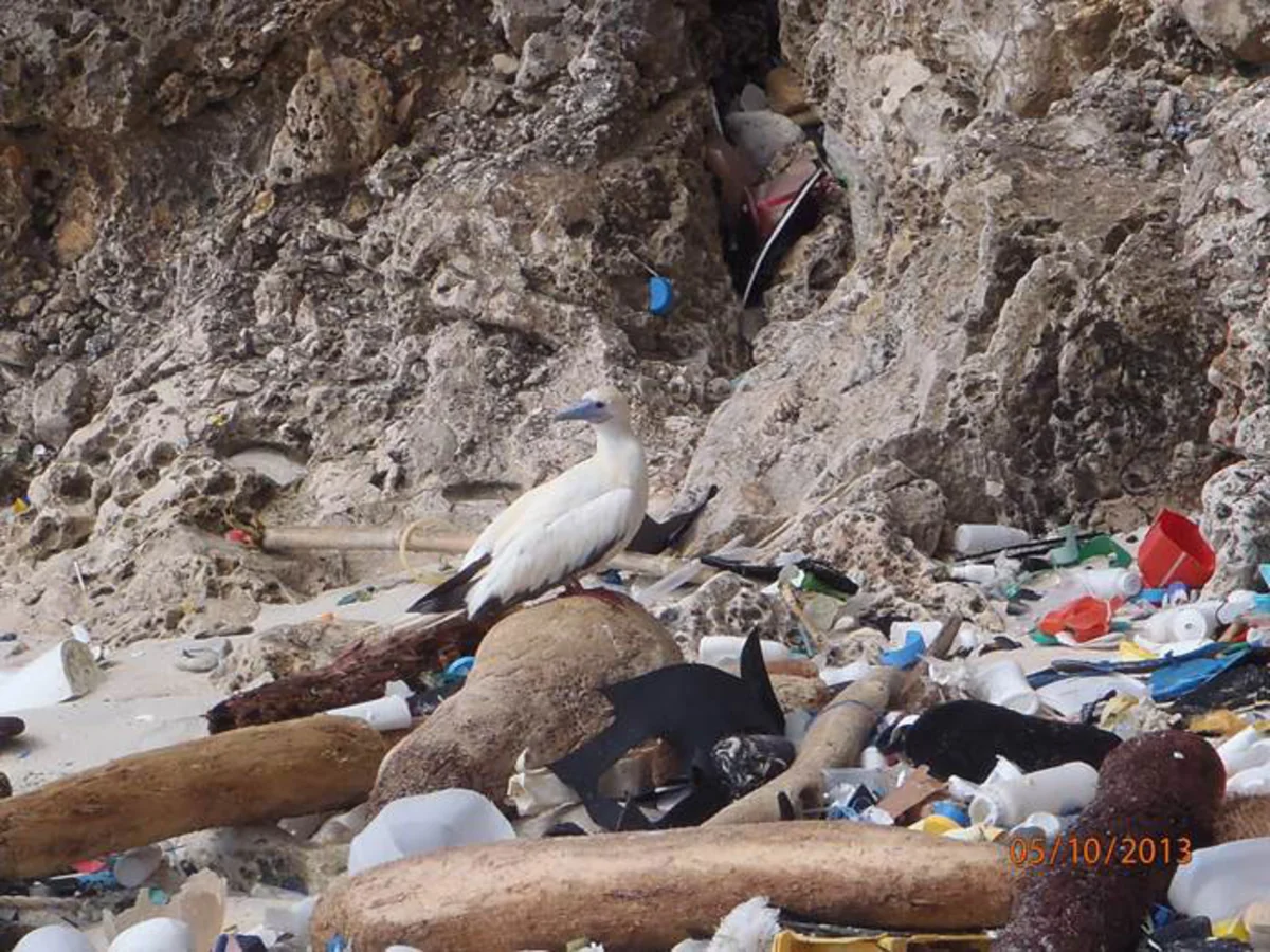 Alimlər insanların nə qədər plastik tullantısı yaratdıqlarını hesablayıblar