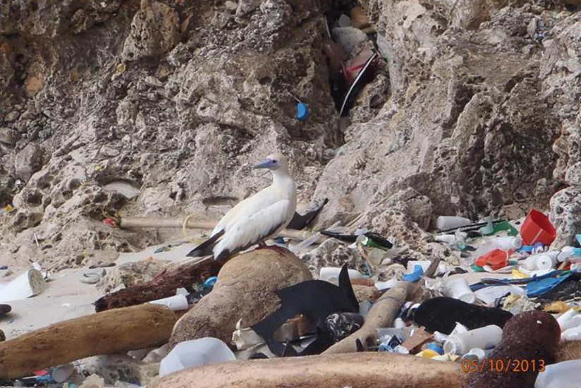 Alimlər insanların nə qədər plastik tullantısı yaratdıqlarını hesablayıblar