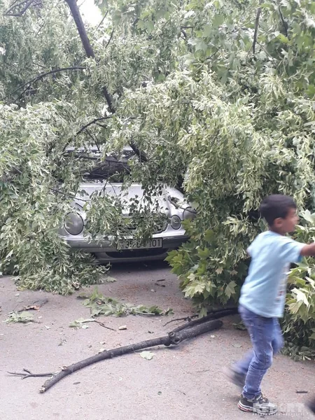 Güclü külək Bakının 6 rayonunda ağacları qırıb - FOTO