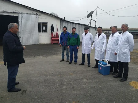 Qəbələdə heyvanlar arasında profilaktik peyvəndləmə və diaqnostik müayinə tədbirləri davam etdirilir