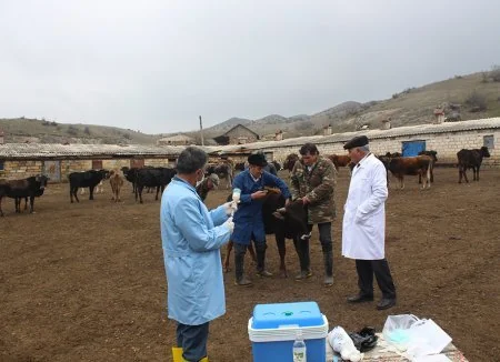 Kəlbəcərlilərə məxsus heyvanlar arasında profilaktik peyvəndləmə və diaqnostik müayinələr aparılır
