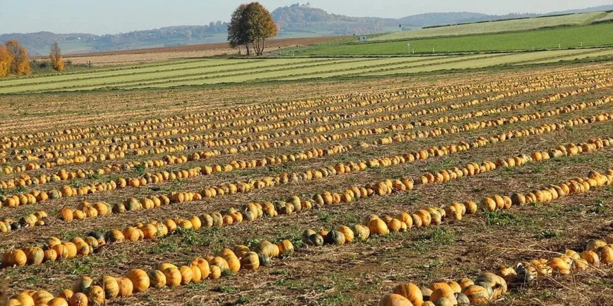 Italian agricultural sector loses EUR 1 billion due to heatwave