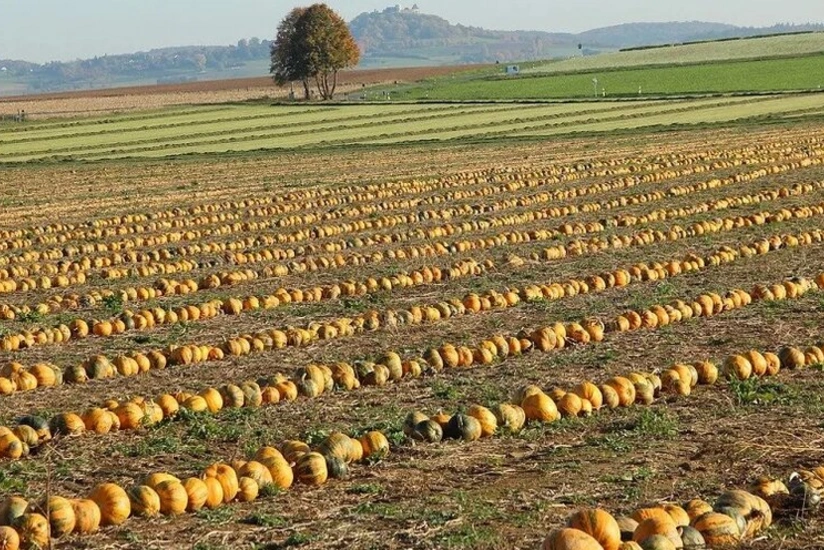 Italian agricultural sector loses EUR 1 billion due to heatwave