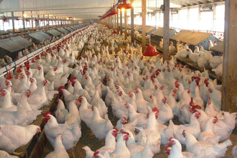 Azərbaycanın quşçuluq müəssisəsinin səhmləri 3 dəfədən çox bahalaşıb