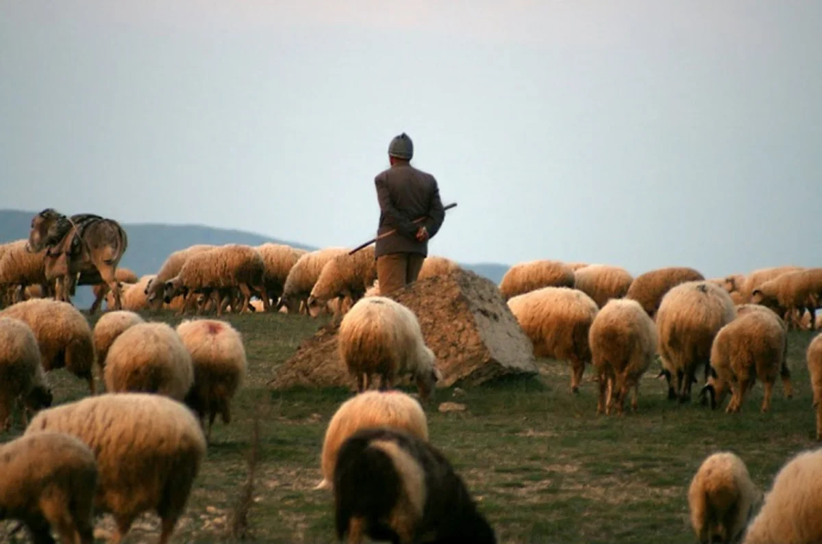 Samuxda iki qardaş çobanı döyərək ağır xəsarət yetiriblər