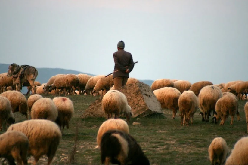 Samuxda iki qardaş çobanı döyərək ağır xəsarət yetiriblər