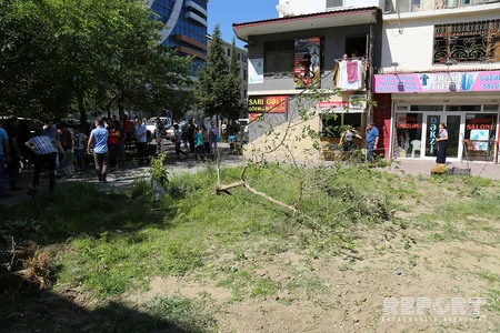 В Баку жители провели акцию протеста против вырубки деревьев - ФОТО