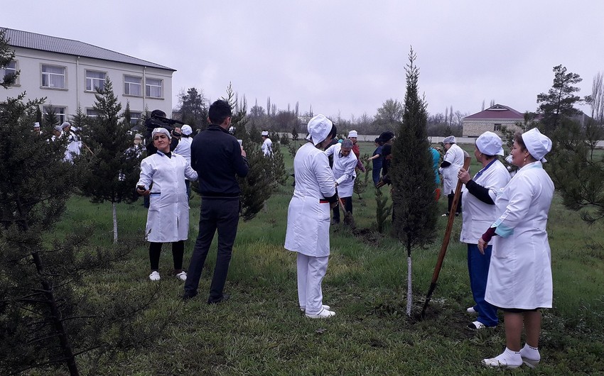 Kürdəmirdə ağacəkmə aksiyası keçirilib