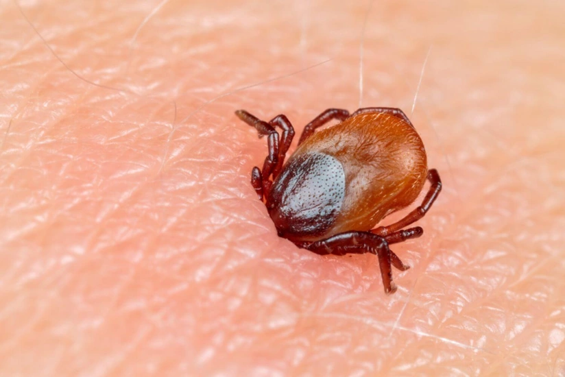 New virus discovered In China that can affect brain