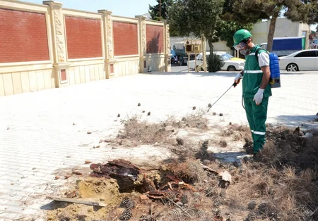 Bakıda xəstə ağaclar utilizasiya edilir