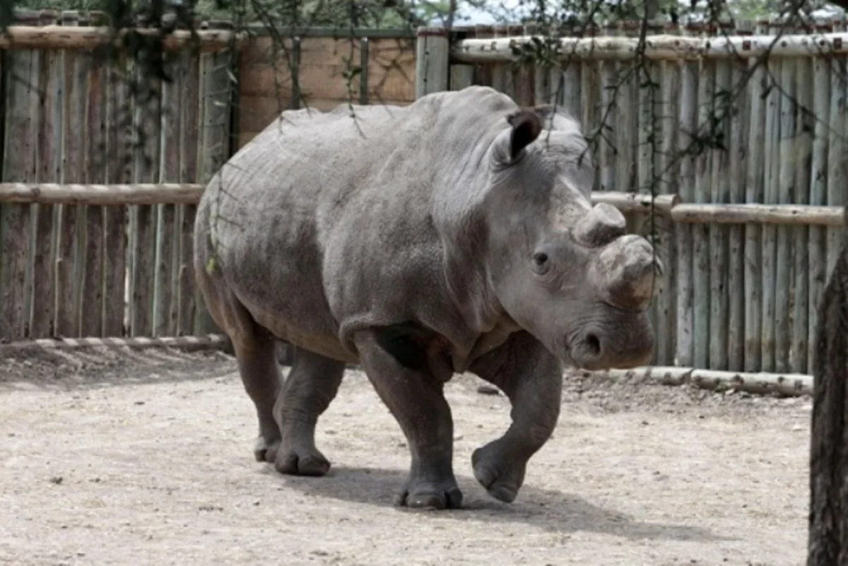 ​Vəhşi təbiət daha bir heyvan növündən məhrum olub