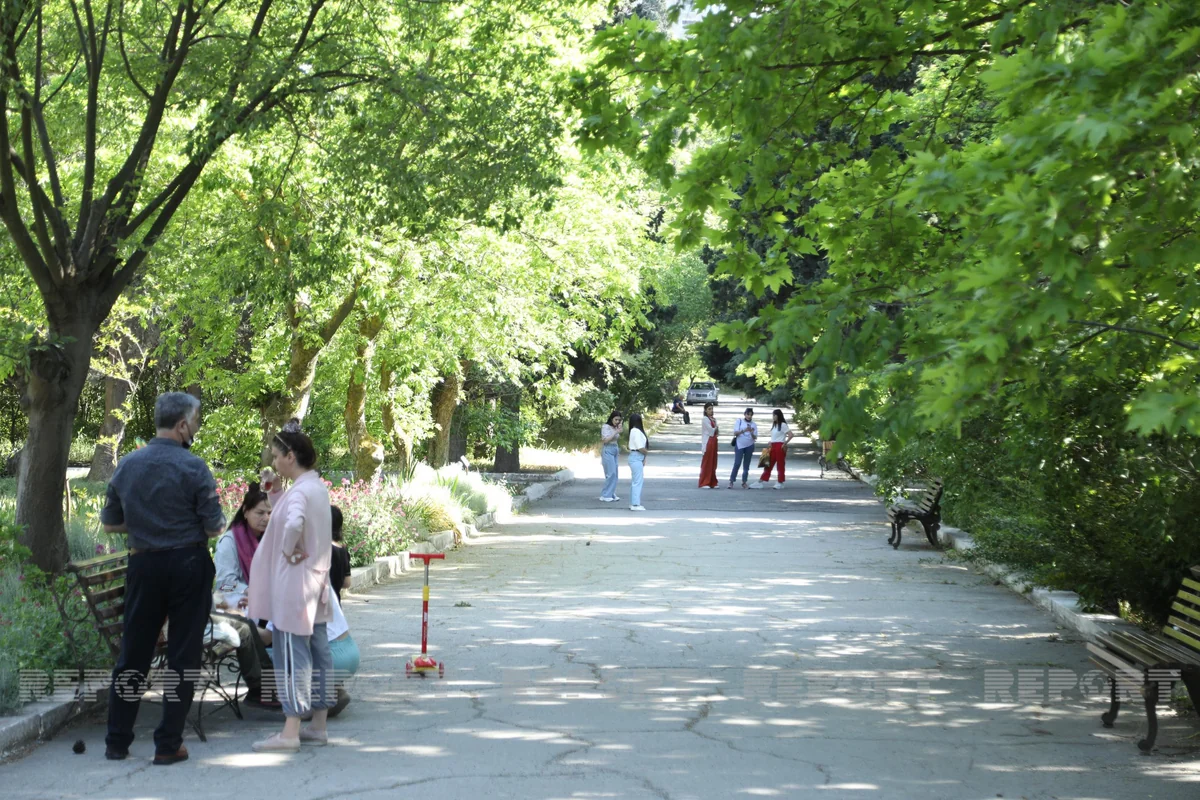Bakının ortasında yaşıl meşə - VİDEOREPORTAJ
