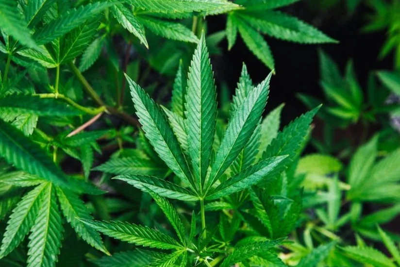 Salyanda narkotik tərkibli bitkilər əkən şəxs saxlanılıb