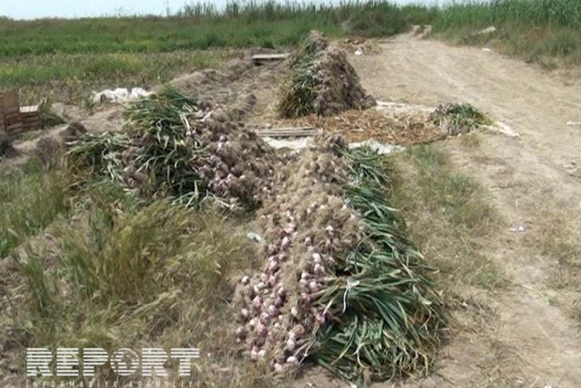 Salyanda ilk dəfə yerli sarımsaq yığımına başlanıb - FOTO