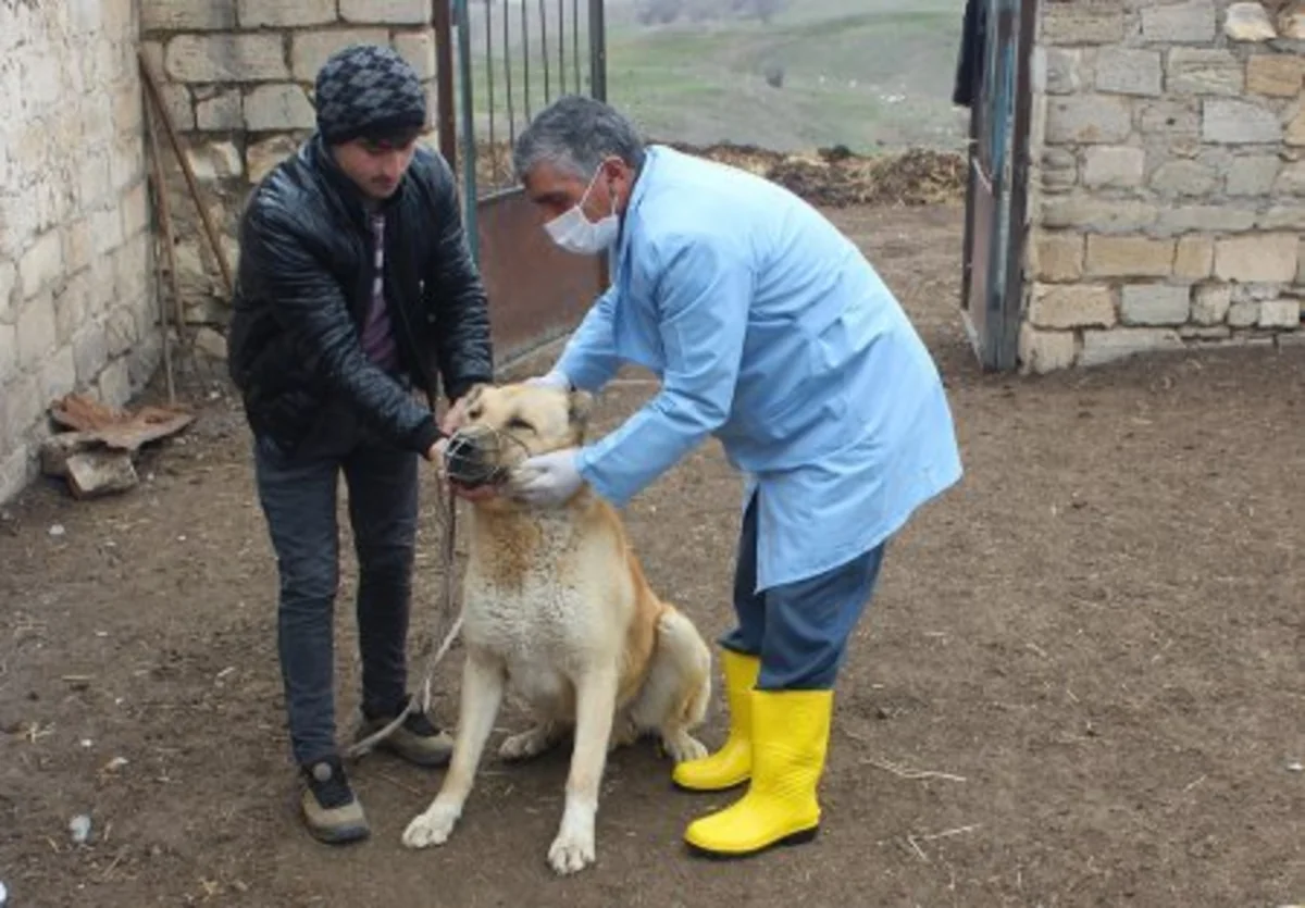 Kəlbəcərlilərə məxsus heyvanlar arasında profilaktik peyvəndləmə və diaqnostik müayinələr aparılır