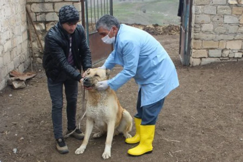 Kəlbəcərlilərə məxsus heyvanlar arasında profilaktik peyvəndləmə və diaqnostik müayinələr aparılır