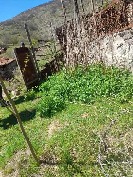 ANAMA: Laçında bir nəfərin xəsarət alması ilə nəticələnən mina partlayışı yaşayış evinin girişində olub