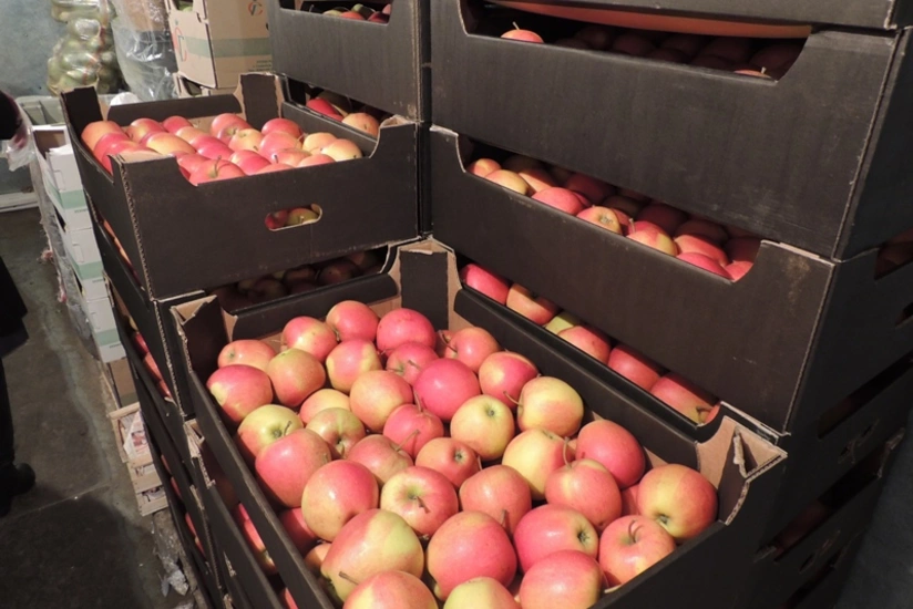 Azərbaycanda beynəlxalq şirkətdən 2 ton alma oğurlanıb