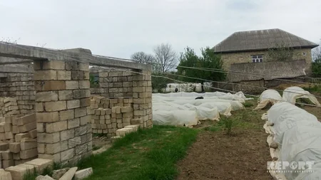 Güclü külək Lənkəranda fəsadlar törədib - FOTO