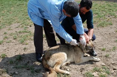 Baytarlıq Xidməti Qobustanda epizootiya əleyhinə tədbirlər aparır