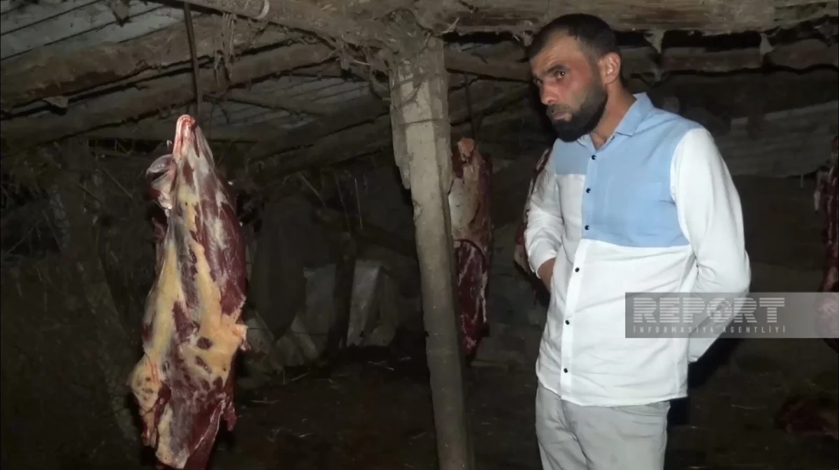 3 baş atı kəsərək ətini Bakıda satmaq istəyən şəxslər saxlanılıb