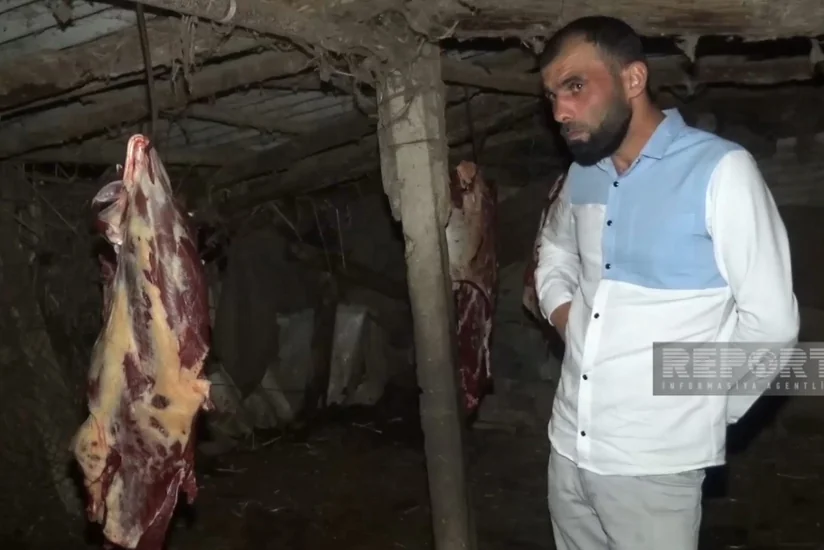 3 baş atı kəsərək ətini Bakıda satmaq istəyən şəxslər saxlanılıb