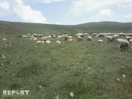 Qubada mal-qara arasında xəstəlik yayılıb - FOTO