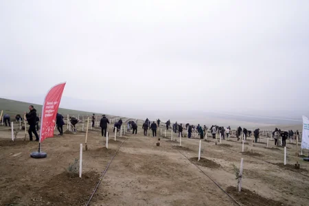 Dövlət Komitəsinin “Yaşıl gələcək naminə” aksiyasına yekun vurulub