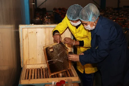 Bal yarmarkasına qeydiyyatı təsdiqlənmiş arıçıların məhsullarının qəbulu yekunlaşır