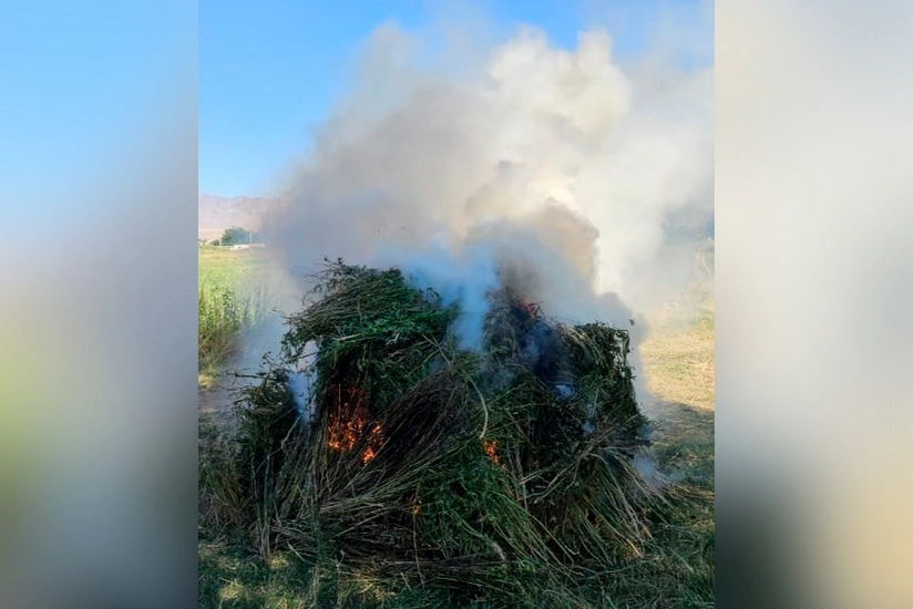 Naxçıvanda üç tondan çox çətənə kolu məhv edilib
