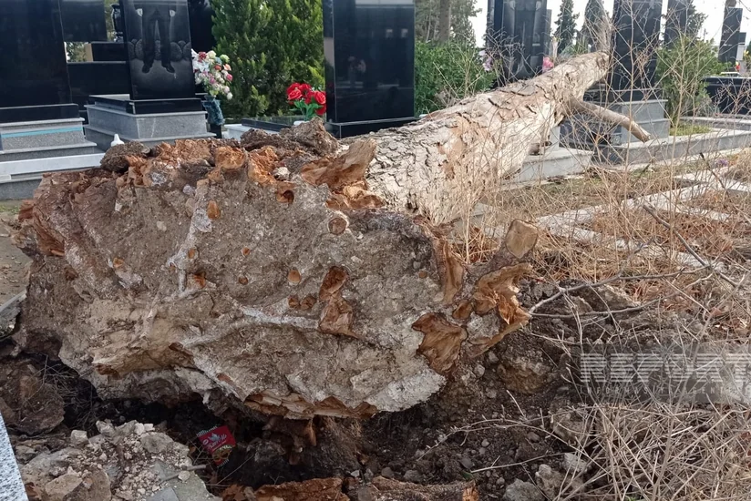 В Гяндже ветер повалил на кладбище крупные деревья, повреждены надгробия
