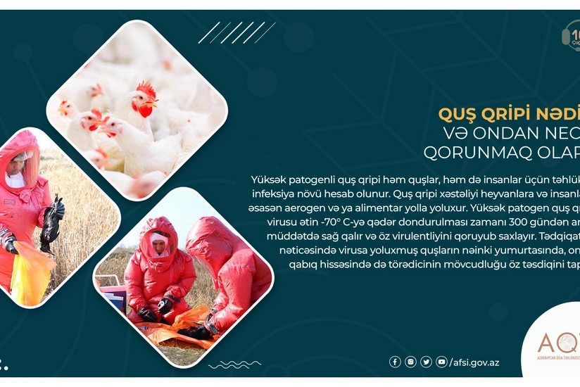Quş qripi nədir və ondan necə qorunmaq olar?