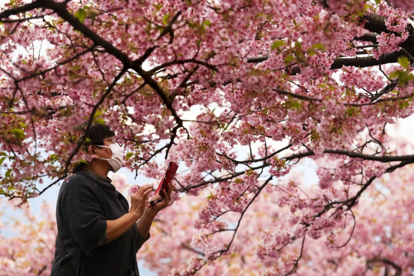 Japan’s first cherry blossoms bloom in Hiroshima